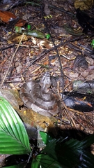 Bothrocophias hyoprora