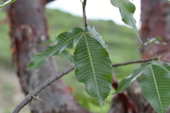 Bursera kerberi