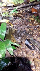 Bothrocophias hyoprora
