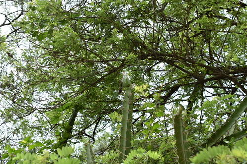 Acanthocereus tetragonus