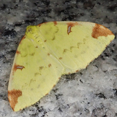 Opisthograptis luteolata