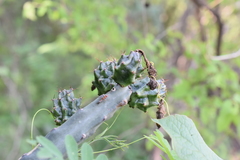 Acanthocereus cuixmalensis