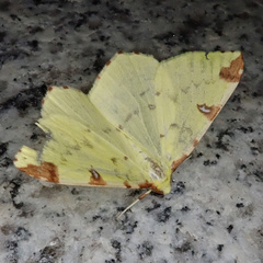 Opisthograptis luteolata