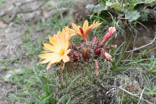 Image of Mammillaria beneckei by (c) P Gonzalez Zamora, some rights reserved (CC BY)