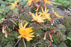 Mammillaria beneckei