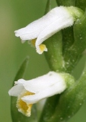 Spiranthes lucida