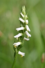 Spiranthes lucida