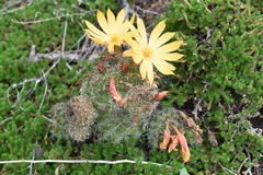 Mammillaria beneckei