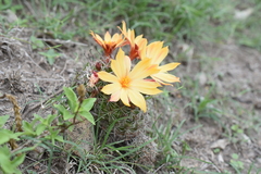Mammillaria beneckei