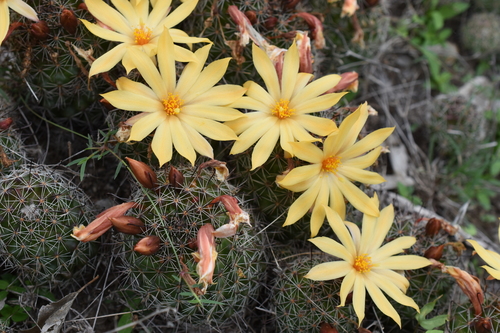 Image of Mammillaria beneckei by (c) P Gonzalez Zamora, some rights reserved (CC BY)