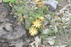 Mammillaria beneckei