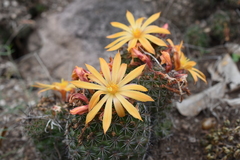 Mammillaria beneckei