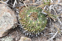Echinofossulocactus phyllacanthus