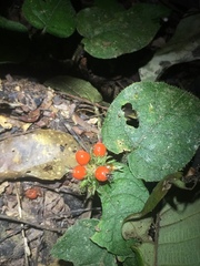 Geophila