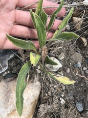 Echinacea angustifolia