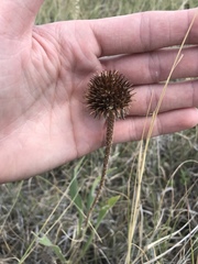 Echinacea angustifolia