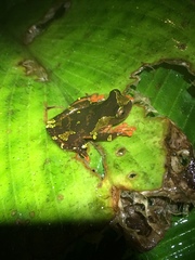 Dendropsophus sarayacuensis