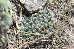 Mammillaria zephyranthoides