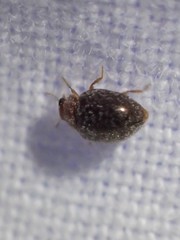 Rhyzobius lophanthae