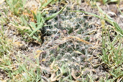 Mammillaria zephyranthoides