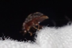 Rhyzobius lophanthae