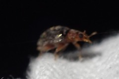 Rhyzobius lophanthae