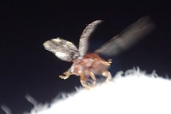 Rhyzobius lophanthae