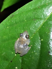 Pristimantis lacrimosus