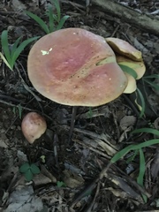 Boletus separans