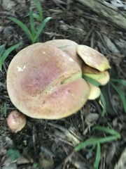 Boletus separans