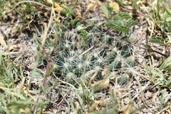 Mammillaria zephyranthoides