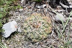 Thelocactus hexaedrophorus hexaedrophorus