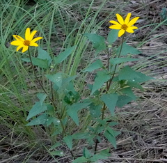 Heliopsis parvifolia