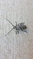 Plectrodera scalator