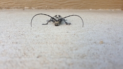 Plectrodera scalator