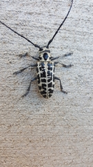 Plectrodera scalator