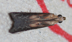 Honora montinatatella