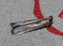 Honora montinatatella