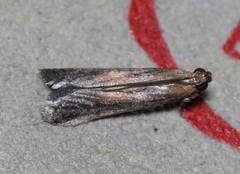 Honora montinatatella