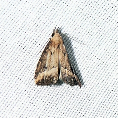 Schrankia macula