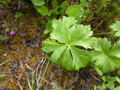 Trollius