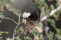 Erynnis telemachus