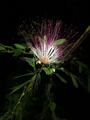 Calliandra trinervia