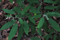 Astrotricha latifolia