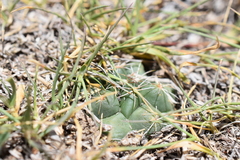 Coryphantha vogtherriana