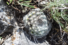 Snowball Cactus (Mammillaria candida)