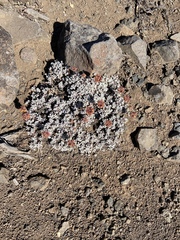 Eriogonum caespitosum