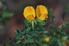 Pultenaea rostrata