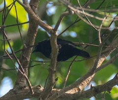 Nigrita canicapillus