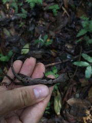 Anolis chrysolepis